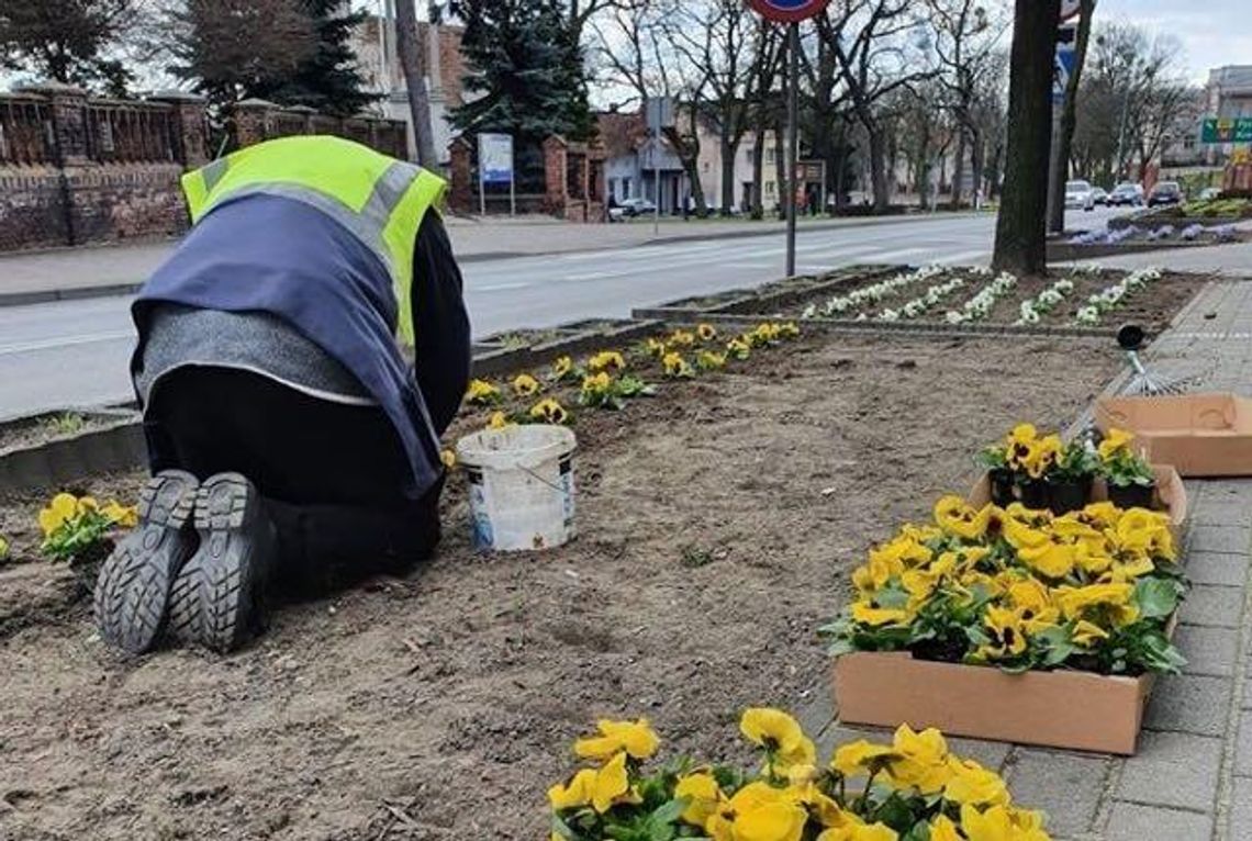 Ukwiecony Miłosław. Najwięcej jest bratków i stokrotek