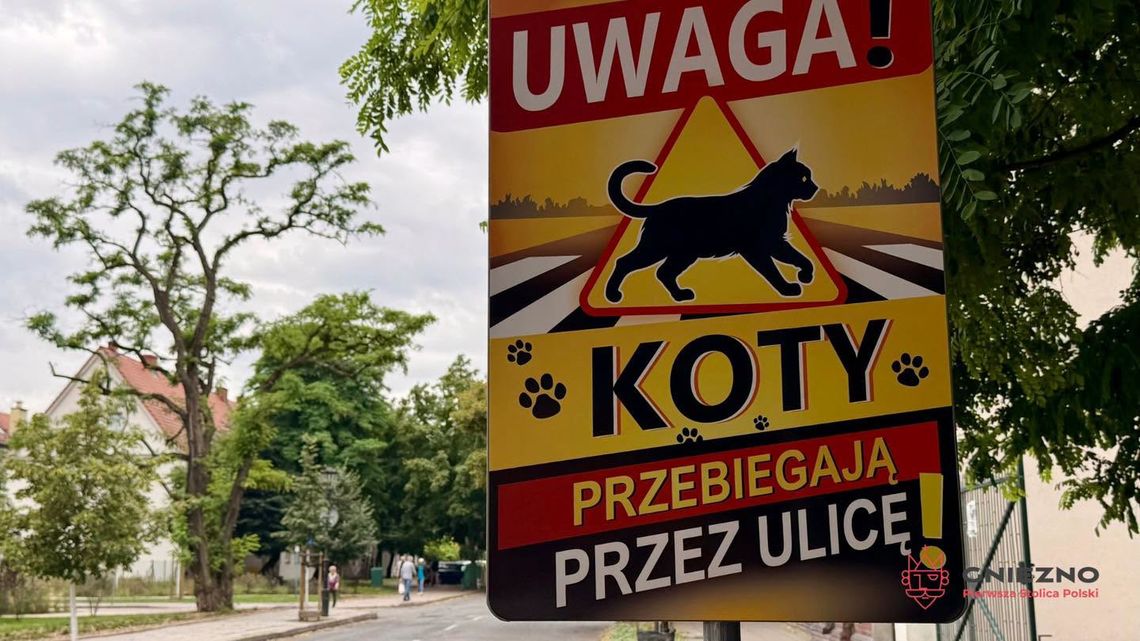 Uwaga koty! Nowe oznakowanie na ulicach Gniezna Uwaga koty! Nowe oznakowanie na ulicach Gniezna