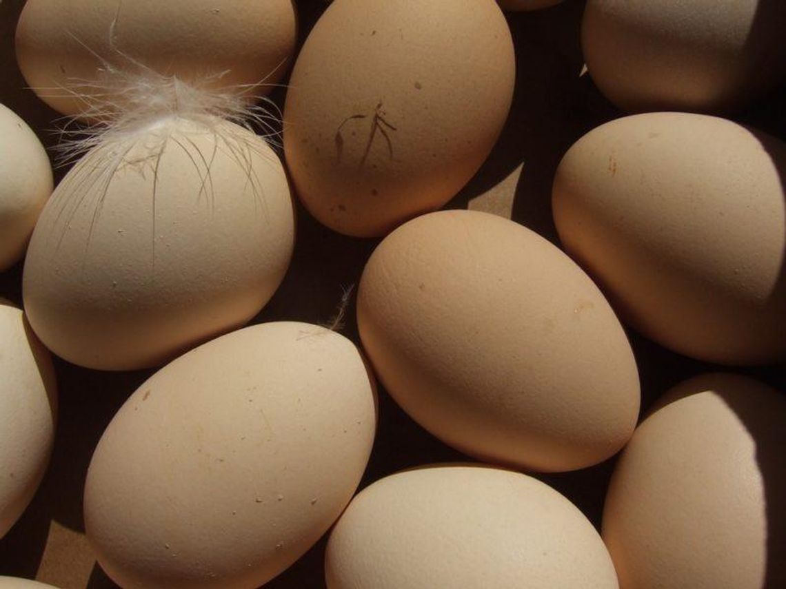 Uwaga na skażone jajka
