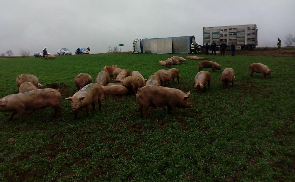 Uwaga! Świnie na drodze