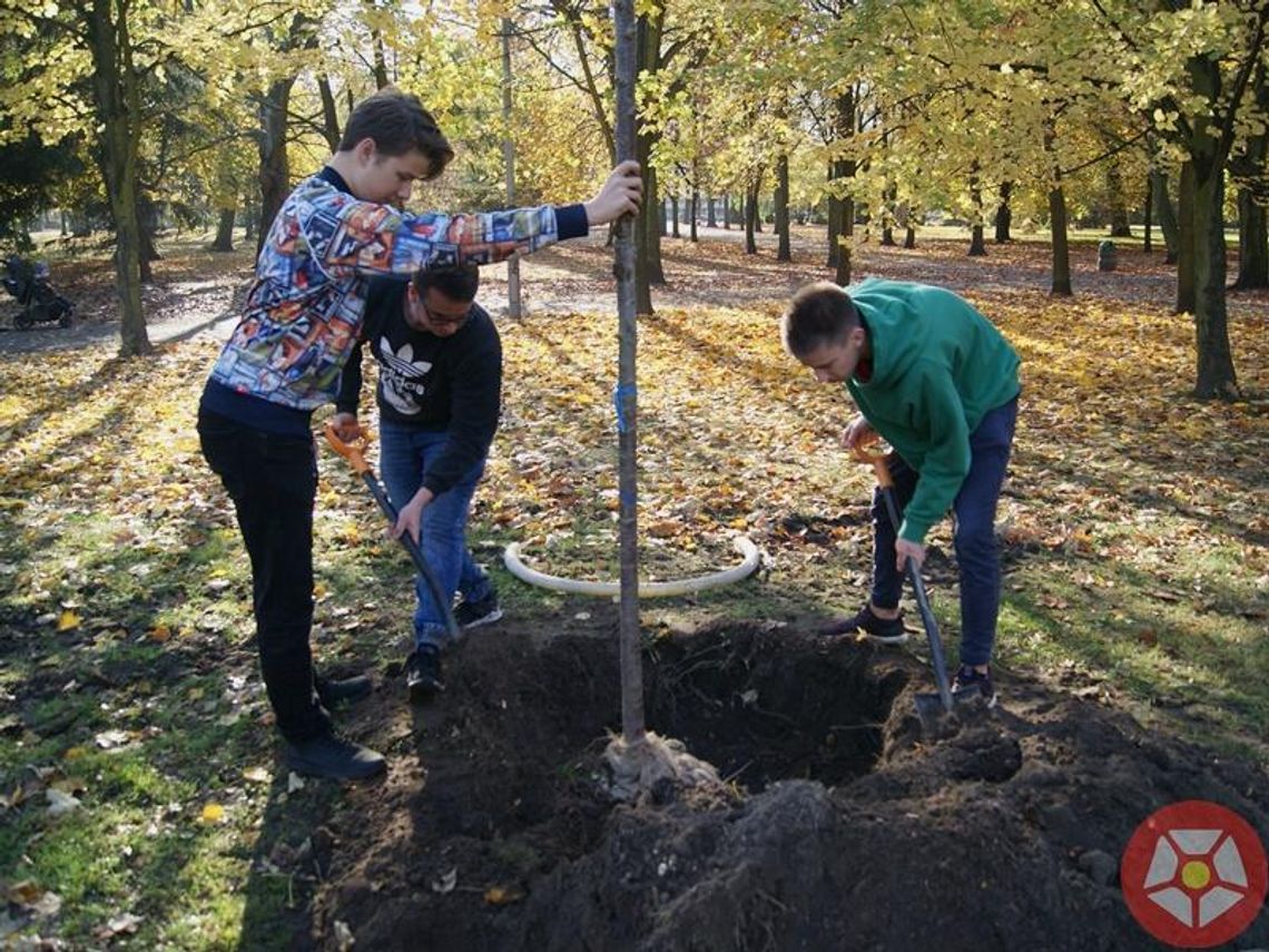 Wolontariusze znów sadzą drzewa