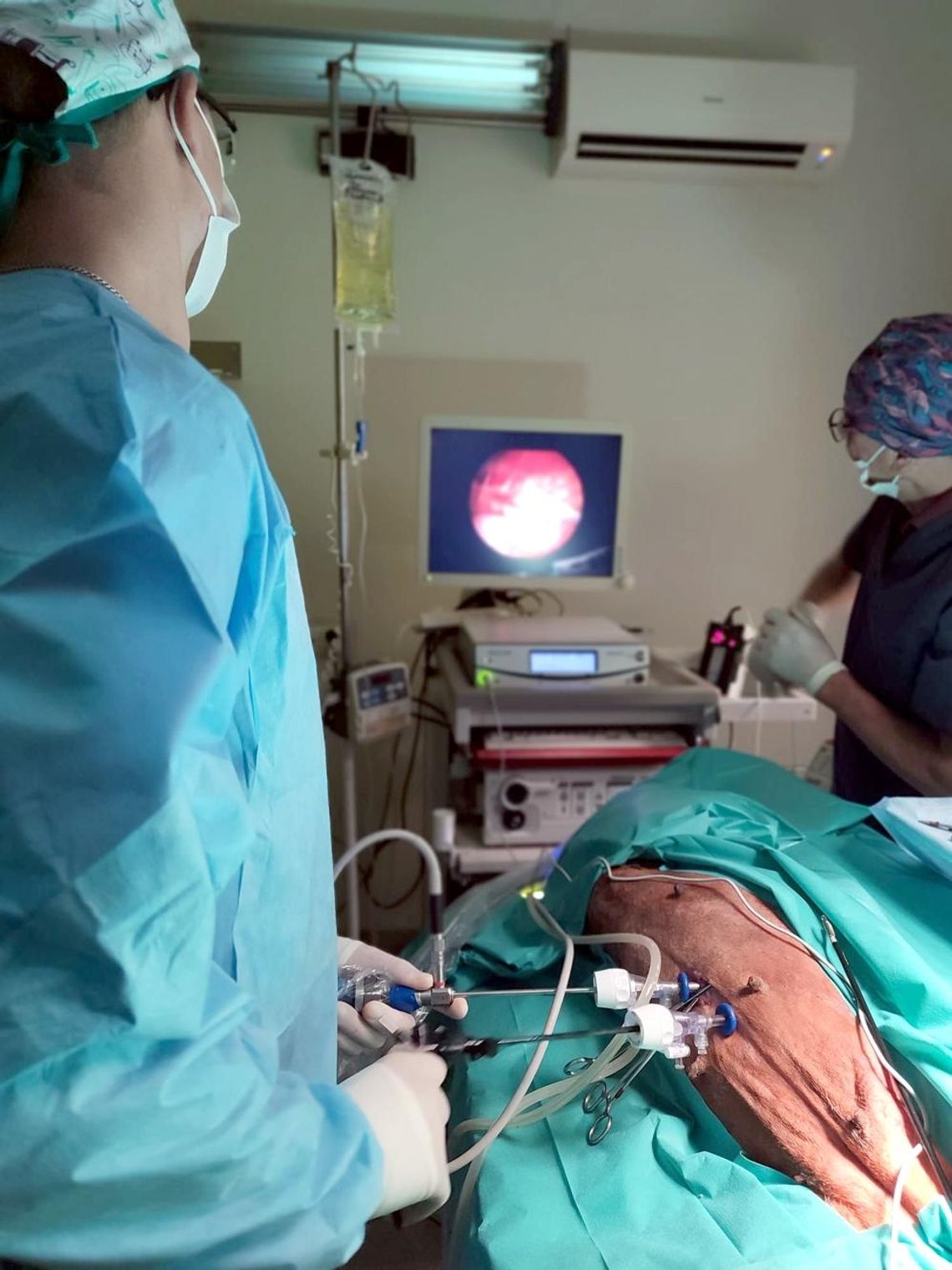 Zastosowanie laparoskopii w chirurgii zwierząt towarzyszących