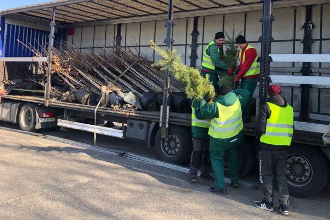 Zazieleniło się w mieście. Przybyło drzew, krzewów i kwiatów (galeria)