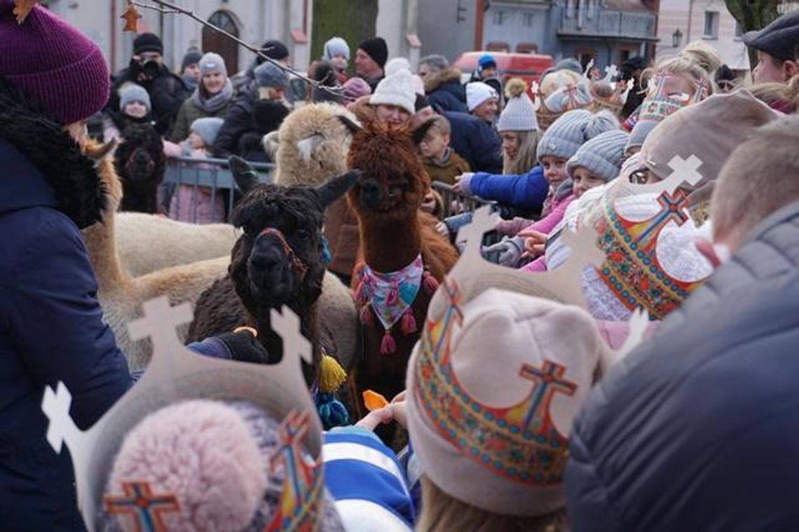 Żywa szopka w Miłosławiu. Zwierzęta największą atrakcją (galeria)