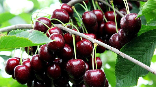 Samodzielny zbiór czereśni 10 zł/kg 🍒