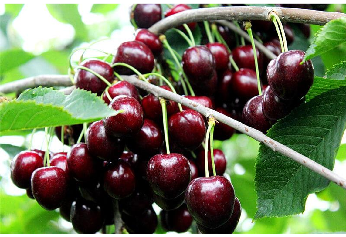Samodzielny zbiór czereśni 10 zł/kg 🍒