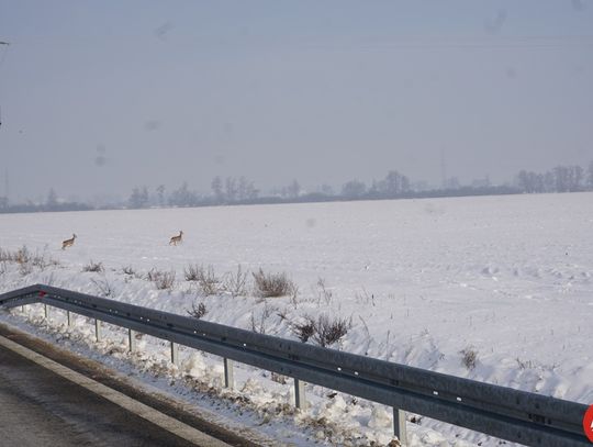 otwarcie-kolejnego-odcinka-obwodnicy-18-01-202113